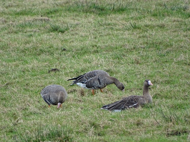 巴特勒大交 巴特勒大交